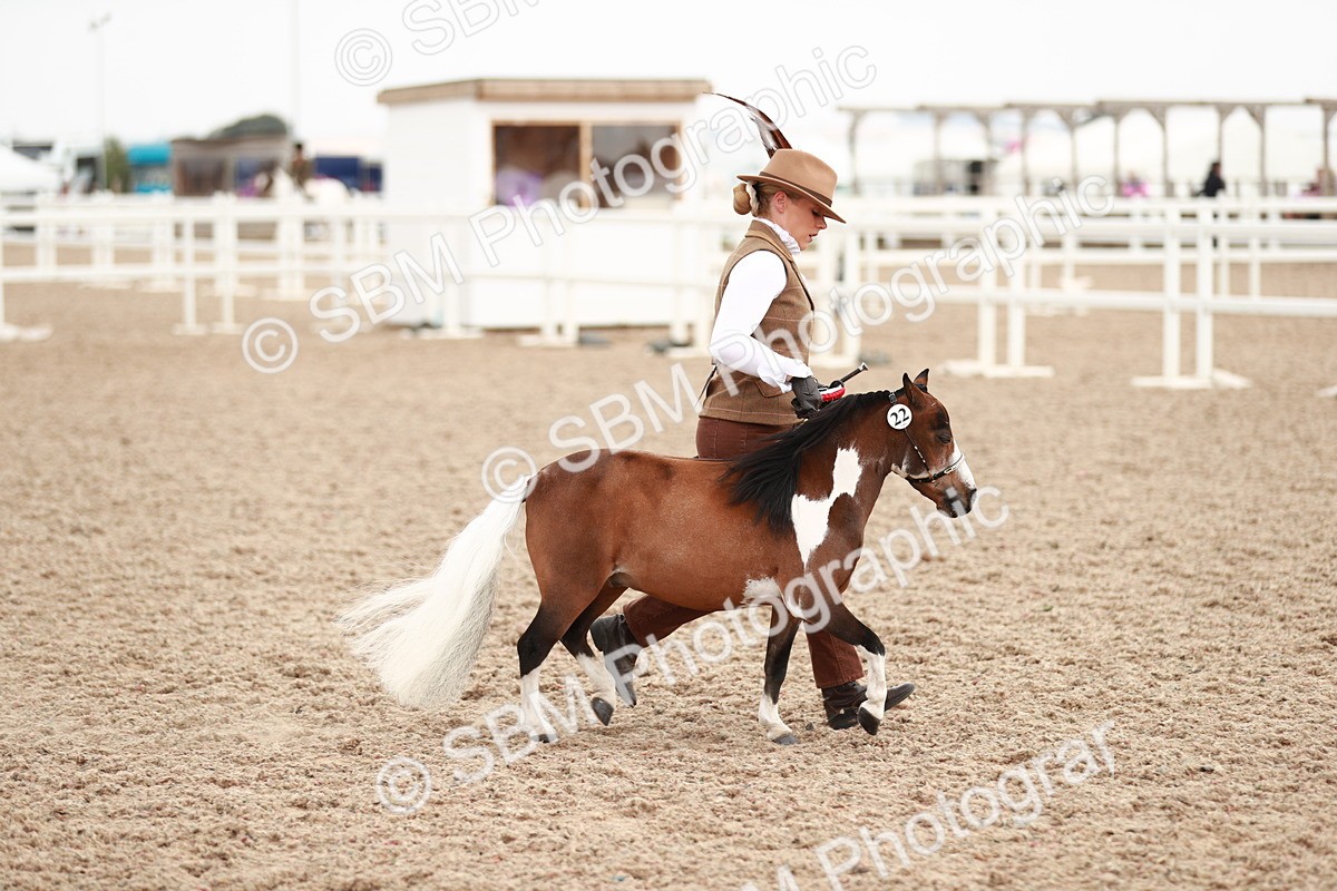 SBM_11946 - Class 206 IH Non Show Type Pony