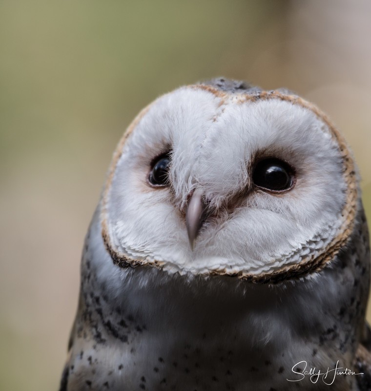 Barn Owl Portrait 2