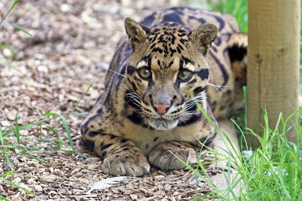 Ben - Clouded Leopard - Small Cats