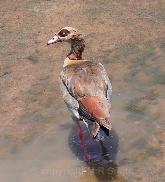Egyptian Goose - UK & South Africa - BIRDS & INSECTS