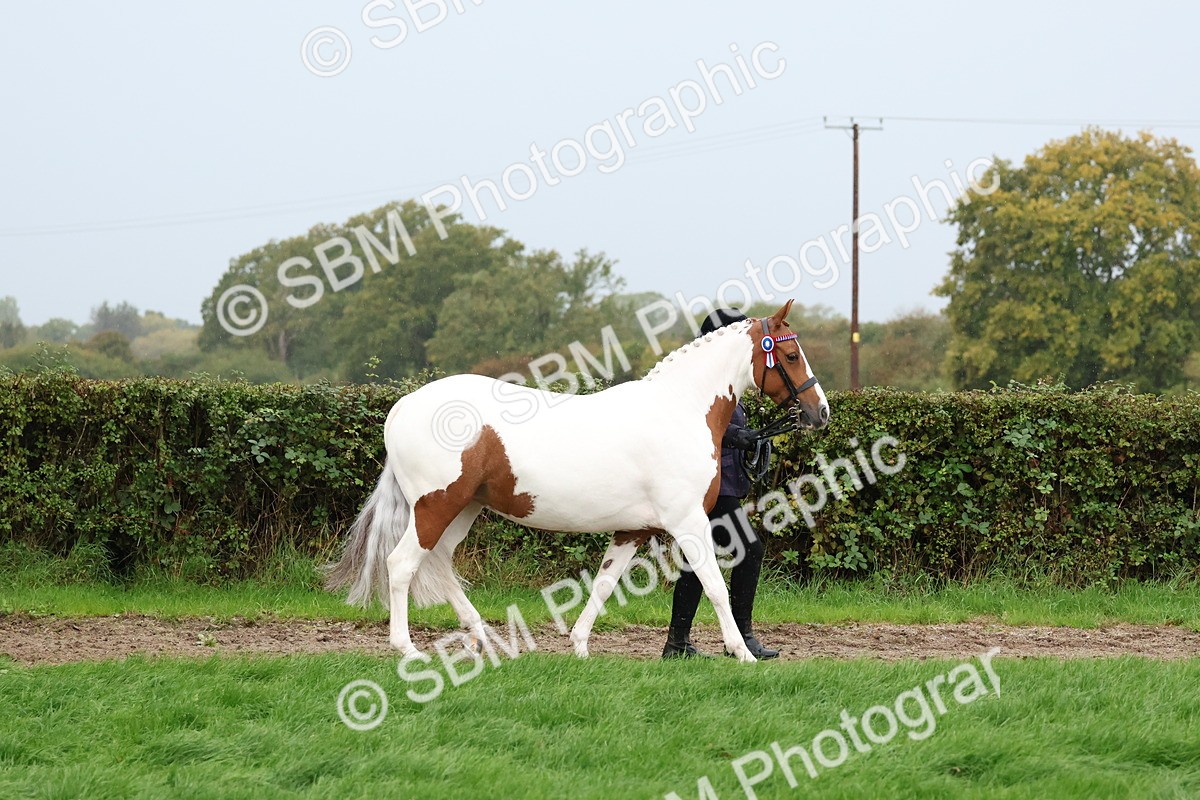 SBM_35250 - S10 - Best In Hand Horse & Pony