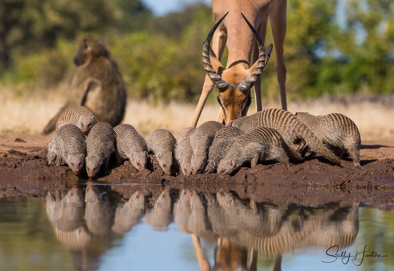 Impala Reflection 5
