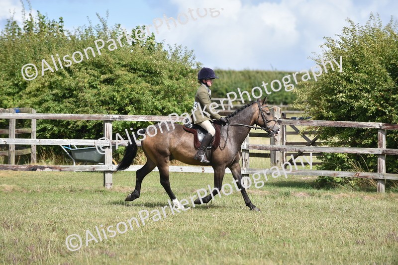 20250831-4105 - Class 13 - Working Hunter Horse or Pony