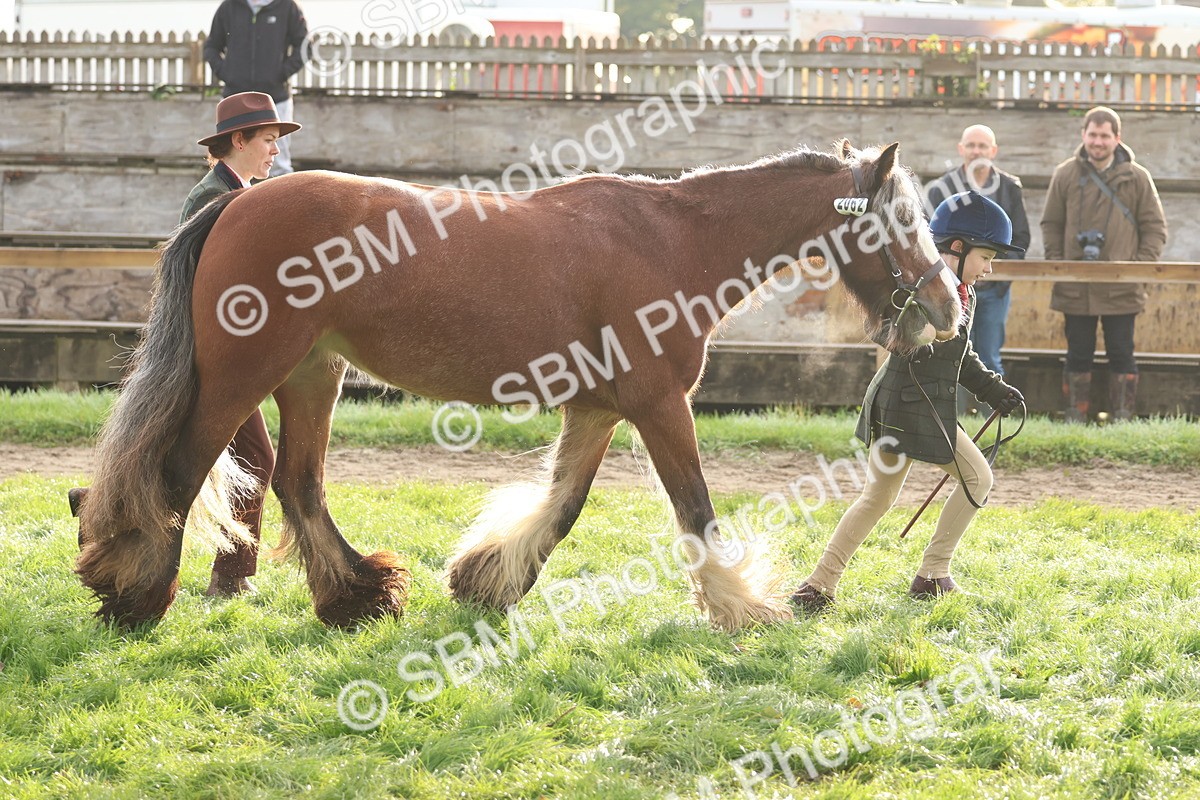 SBM_54841 - S39 - Starters In Hand Showing