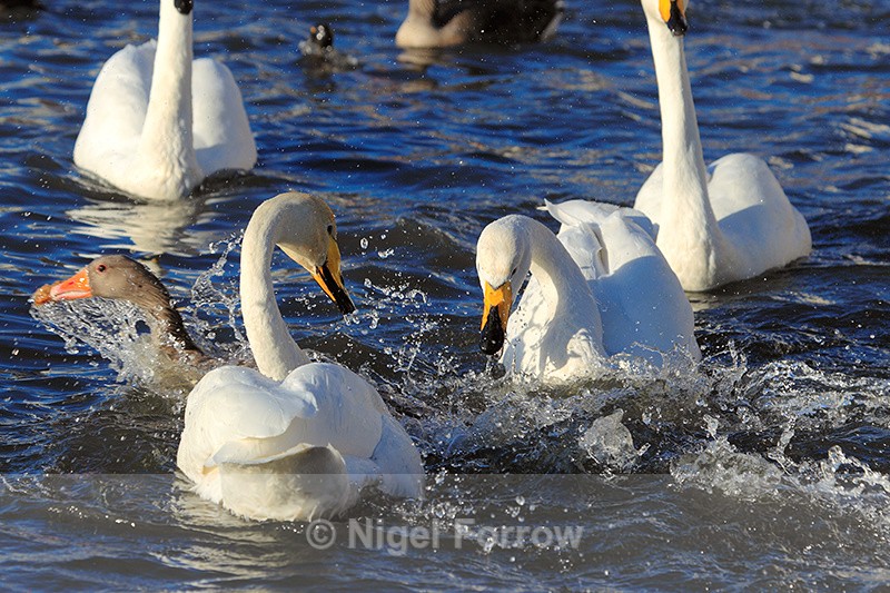Greylag Goose snatches some food from two Whooper Swans, Iceland - Whooper Swan
