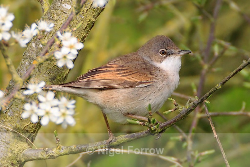 Whitethroat among the blossom at Otmoor - Whitethroat