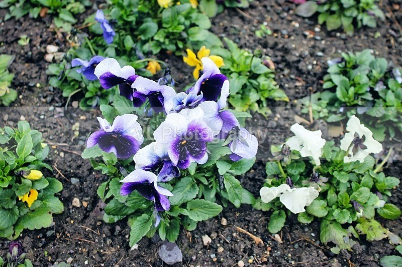 Pansies - Plants and Trees