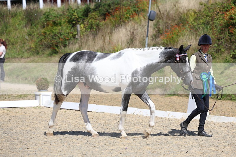 3E7A9798 - In Hand Championship