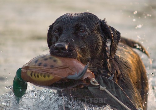 39 - Heney Gundogs