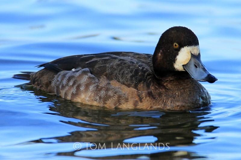 Scaup - Wildfowl