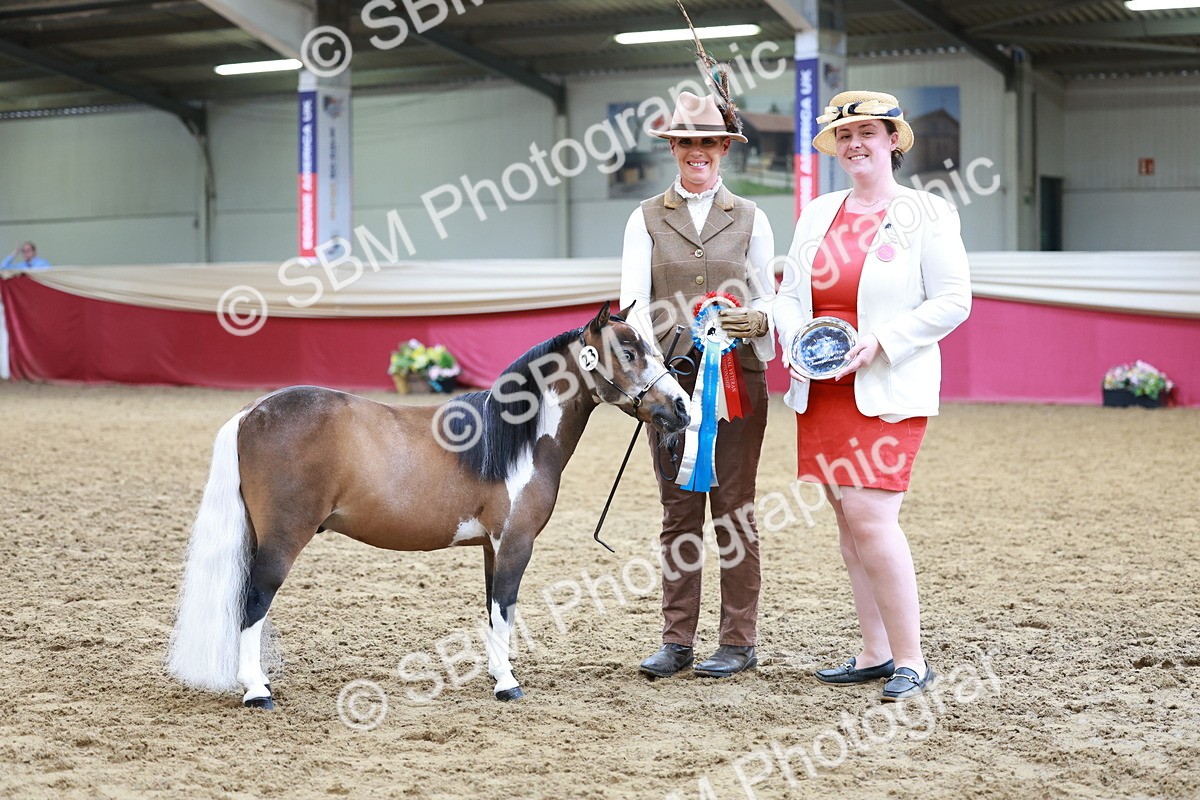 SBM_15744 - Class 110 - IH  Minature Horse