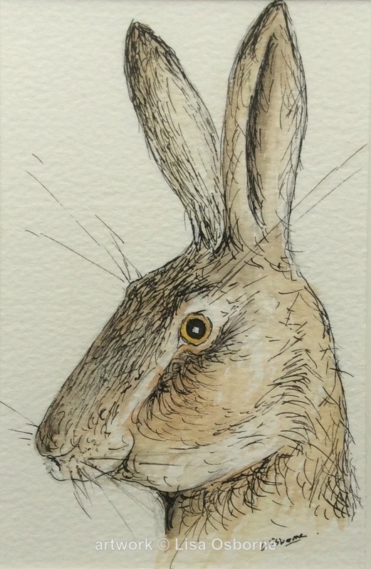 Hare watercolour pen and ink