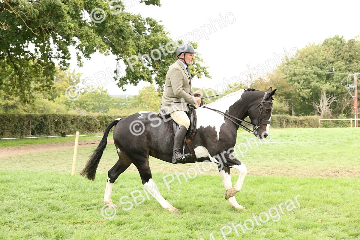 SBM_67230 - S67 - Piebald & Skewbald Horse Ridden