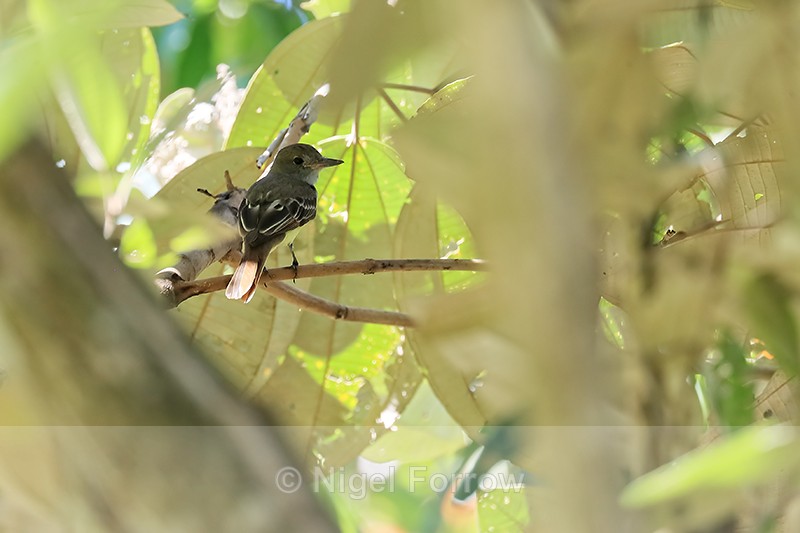 Great Crested Flycatcher, Costa Rica - Great Crested Flycatcher