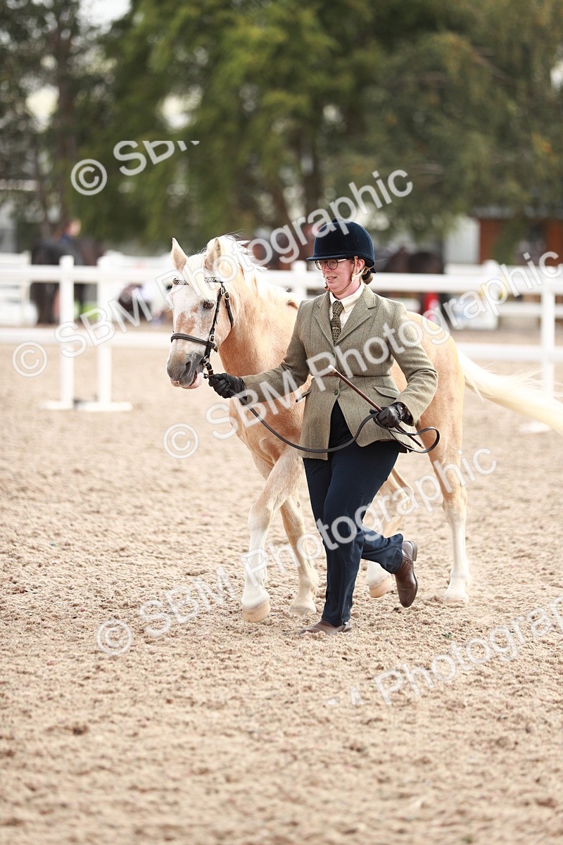SBM_11848 - Class 206 IH Non Show Type Pony