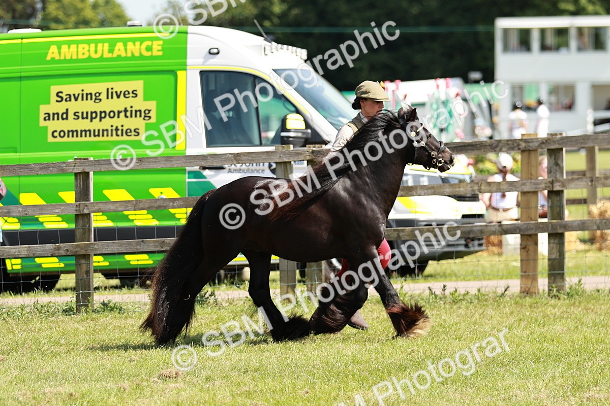 SBM_08543 - Class 63-65 - Traditional Gypsy Cobs In Hand & Ridden