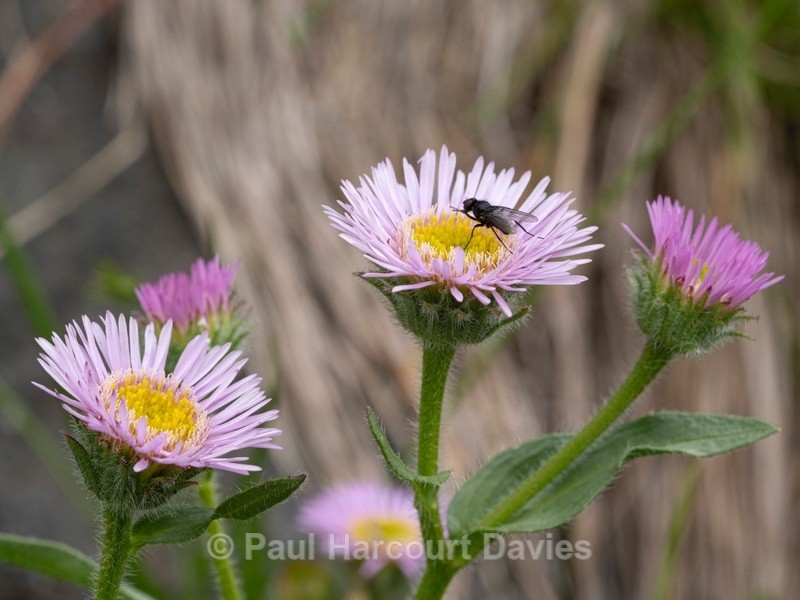 Variable fleabane (Erigeron polymorphus) - Wild Flowers
