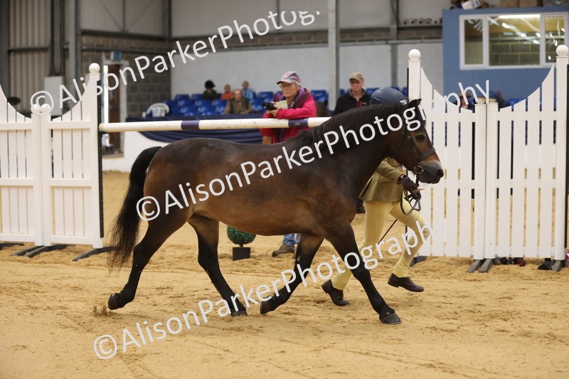 20260913-1105 - Class 110 - Bred In Other In Hand