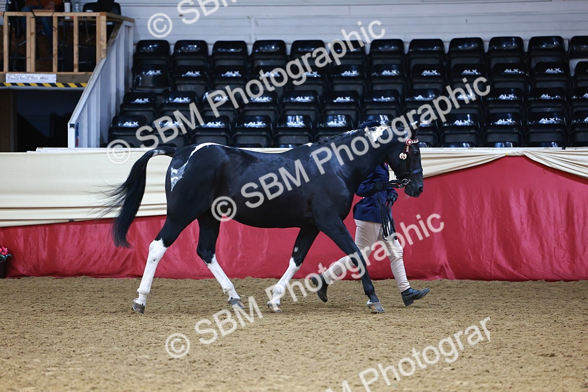 SBM_23130 - Class 903 - Supreme Final - IH Pre Vet