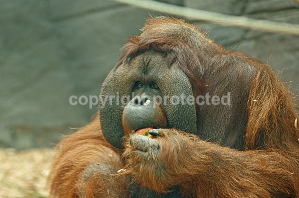 Orangutan - Rajang - Colchester Zoo - Big Cats & More