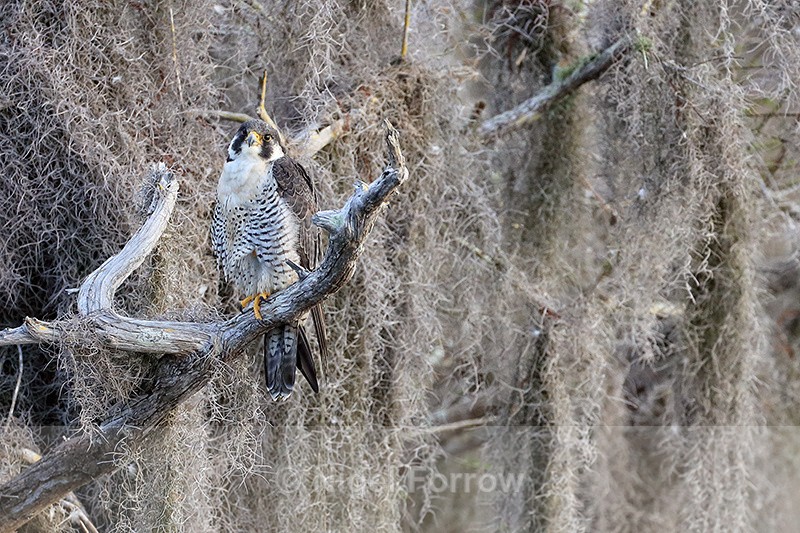 Peregrine Falcon with cocked head, Blue Cypress Lake, Florida - Peregrine Falcon