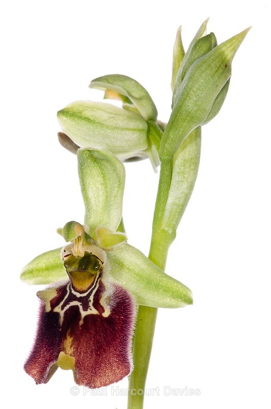  - WB: Orchids - Ophrys
