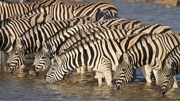  - African Journey
