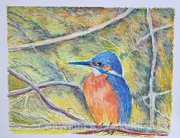 Kingfisher - Pastel Paintings