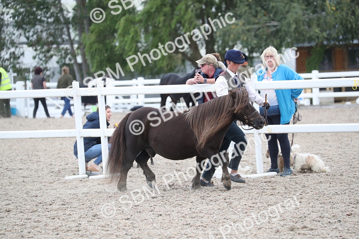 SBM_17912 - Class 317 IH Pure bred Horse/Pony