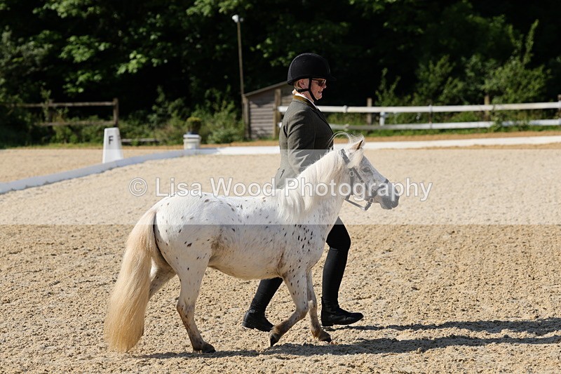 1X9A0602 - Class 3: Youngstock 1, 2, 3 year old not to exceed 153cm