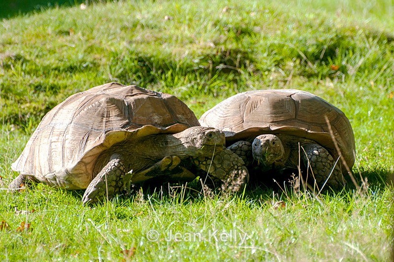 Tortoises - DSC_0528 - Tortoises