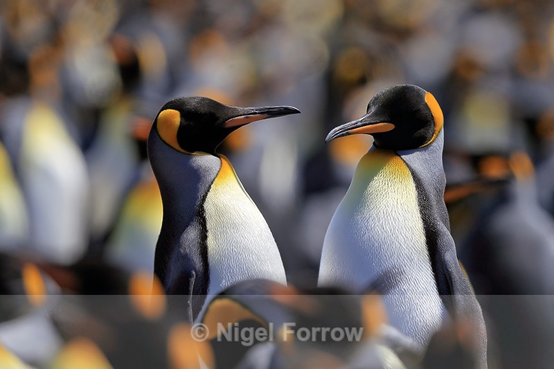King Penguin pair in middle of colony, Volunteer Point, Falklands - King Penguin