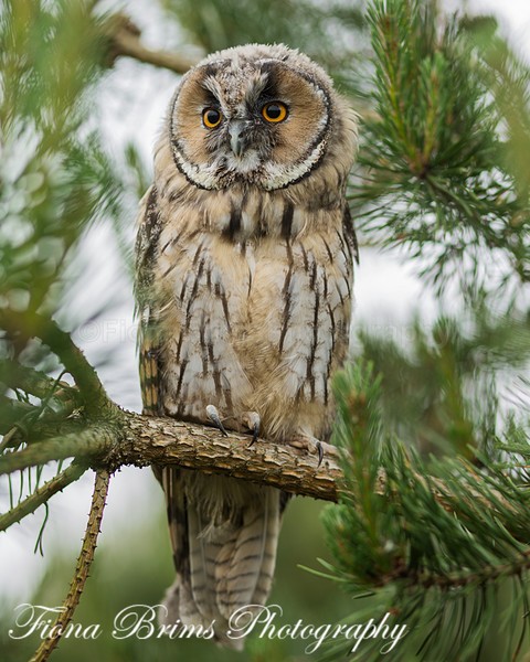 Wow June PD-38 - Birds of Prey
