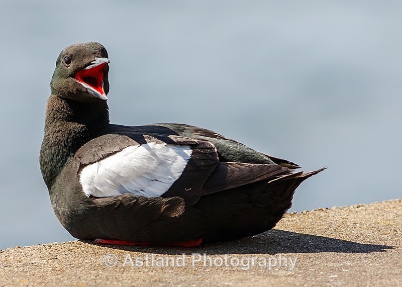 Astland Photography, Bird and Wildlife Images, Susan and Peter Wilson, U.K.