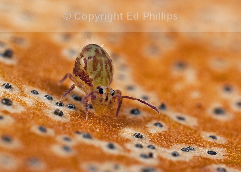 Dicyrtomina saundersi