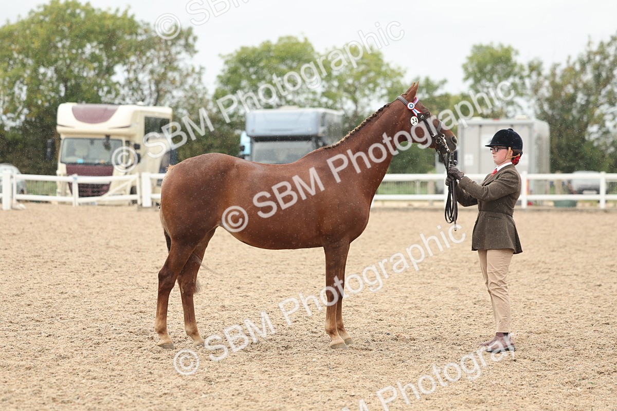 SBM_19826 - Class 318 - IH Part Bred Horse-Pony