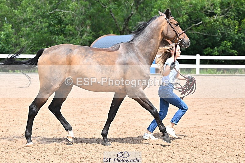 240718A-105304-01529 - Trot Up 12pm to 1pm