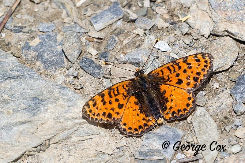 spotted fritillary pyrenees