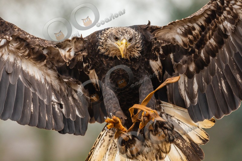 Bald eagle Haliaeetus leucocephalus-0757 - BoP from around the world