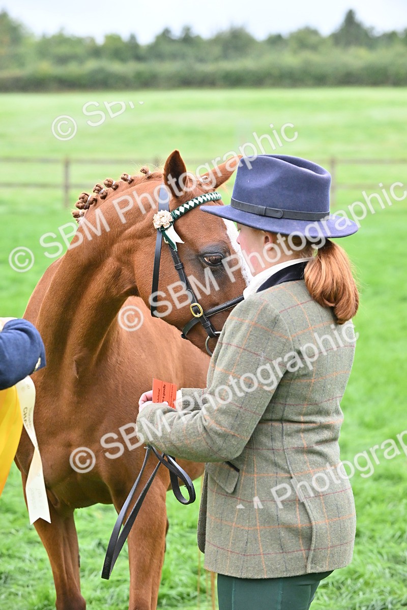 SBM_57576 - S46 - Part Bred Arab & Native Pony In Hand