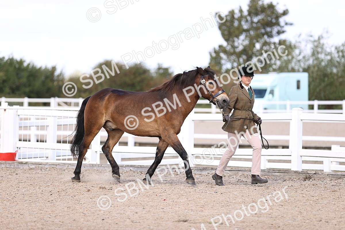 SBM_14364 - Class 412 - Handsomest Gelding (IH or Ridden)Adult