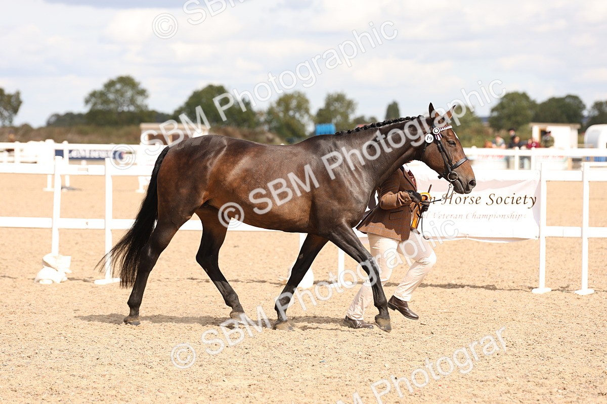 SBM_14744 - Class 208 - IH Veteran Horse