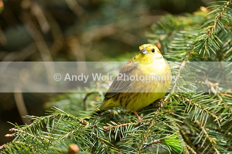 20120508-_MG_9905 - Buntings