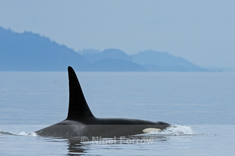 Orca (male), Johnstone Strait, Canada - Dolphin
