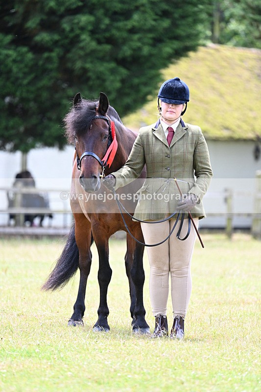 WJ7_6675 - Class 5 Handsome Gelding in hand