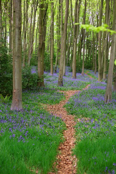 Bluebells   _ WOOD_020 - Woodland scenes & flowers