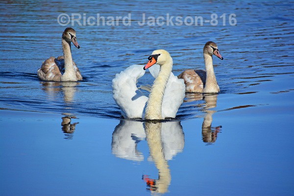 Family Outing - Birds