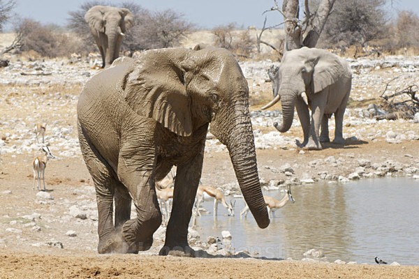  - African Journey