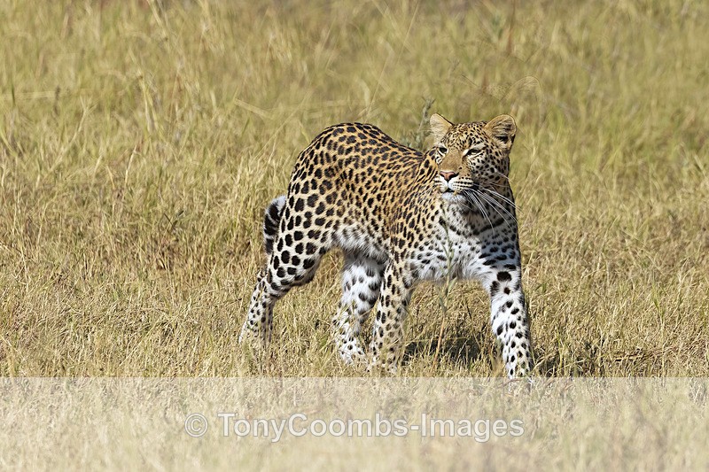 Leopard - Botswana ~ The Mammals
