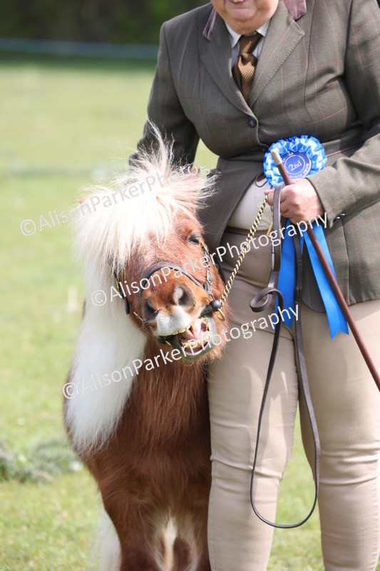 20260426-3219 - Class 26 - Shetland Ponies and Minitures
